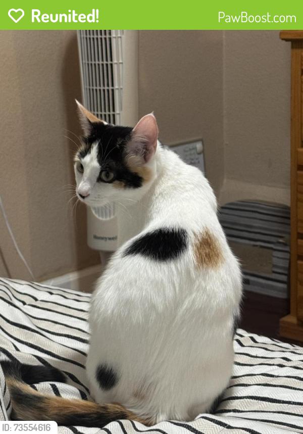 Reunited Female Cat last seen Near Springs Road, Vallejo, CA, USA, Vallejo, CA 94590