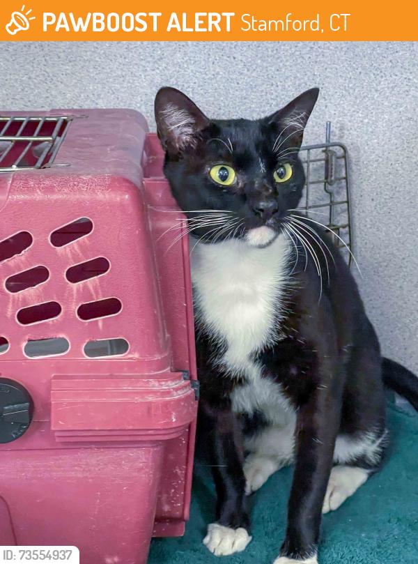 Found/Stray Male Cat last seen Magee Ave./Halloween Blvd. area, Stamford, CT 06902