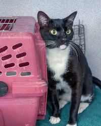 Found/Stray Male Cat last seen Magee Ave./Halloween Blvd. area, Stamford, CT 06902