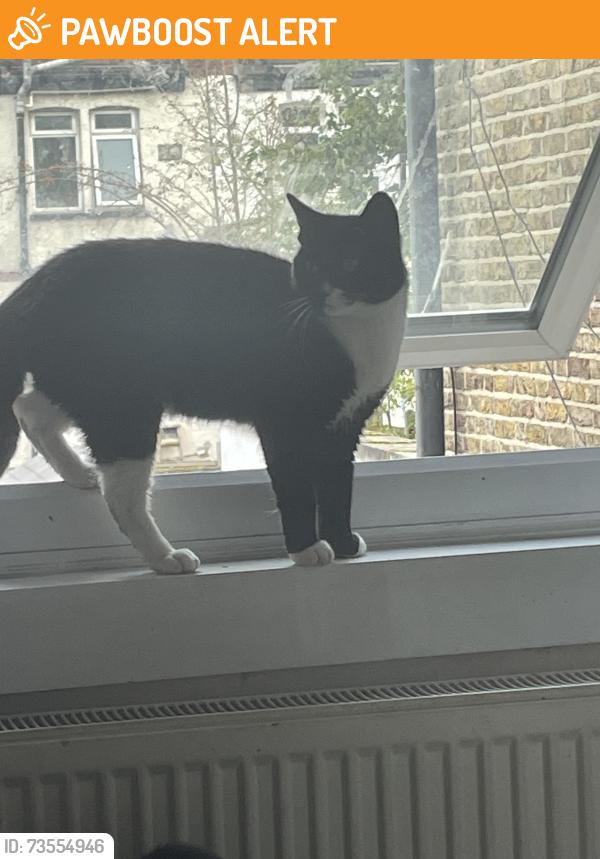 Found/Stray Male Cat last seen Thornton Heath, Thornton Heath, England 