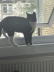 Found/Stray Male Cat last seen Thornton Heath, Thornton Heath, England 