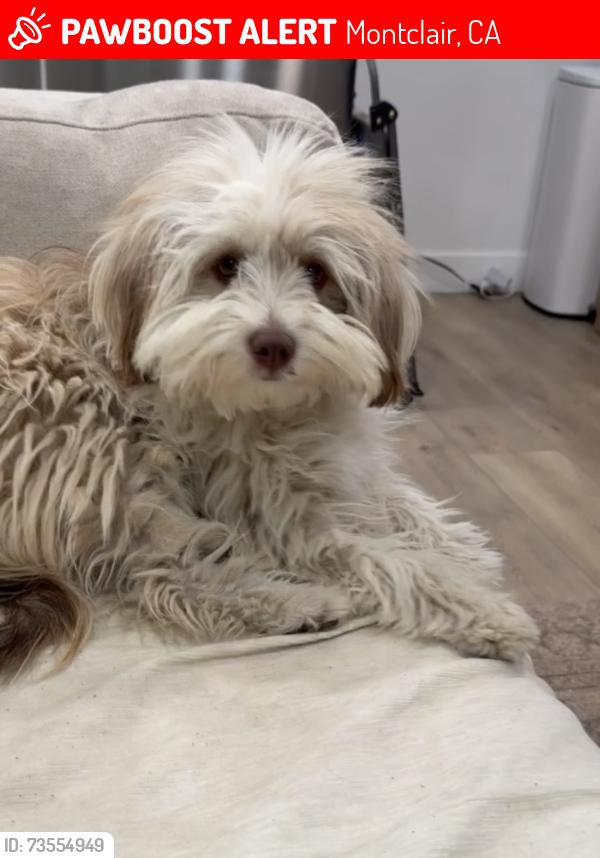 Lost Female Dog last seen Fremont Ave, Montclair, CA 91763