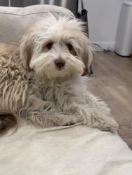 Lost Female Dog last seen Fremont Ave, Montclair, CA 91763