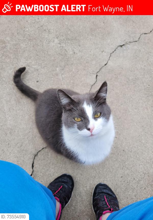 Lost Male Cat last seen Near Medford Dr, Fort Wayne, IN 46803