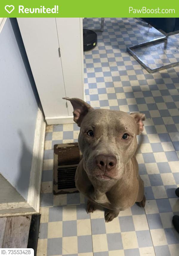 Reunited Male Dog last seen Boston St and High Ave, Hopewell, VA 23860