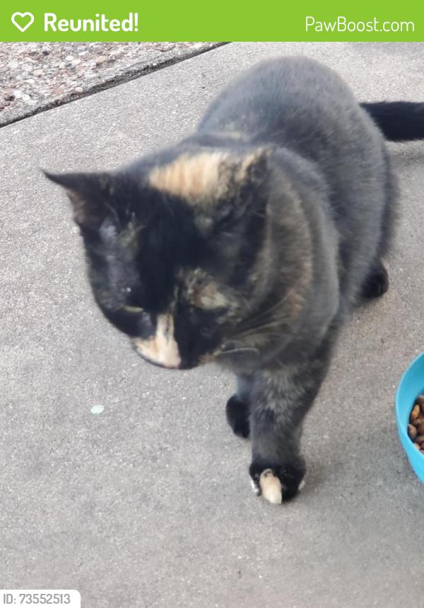 Reunited Female Cat last seen 19th, mockingbird, Waco, TX 76708