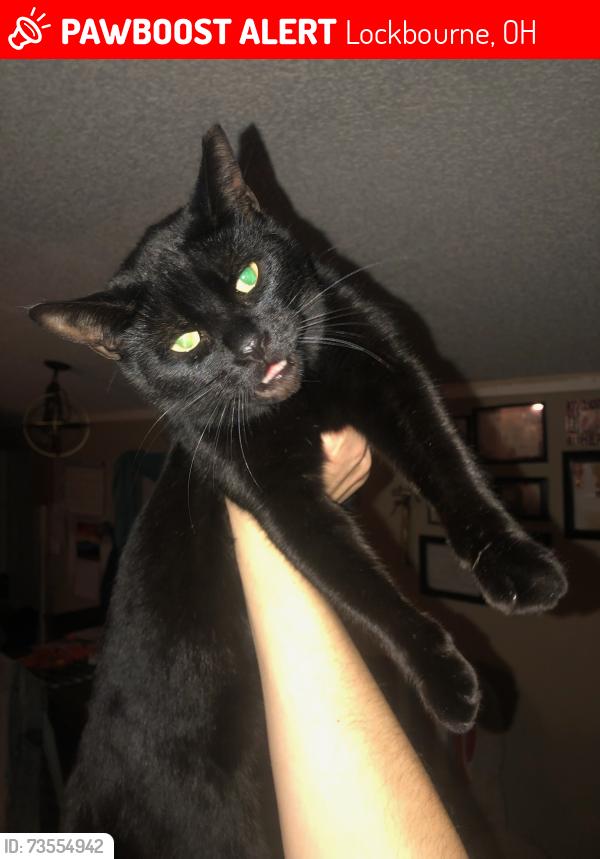 Lost Male Cat last seen Caravan village mobile home park, lockbourne, Lockbourne, OH 43137