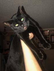 Lost Male Cat last seen Caravan village mobile home park, lockbourne, Lockbourne, OH 43137