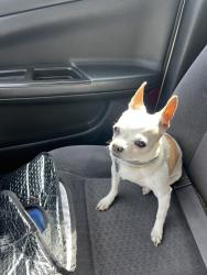 Reunited Female Dog last seen Mariposa Ave, Citrus Heights, CA 95621