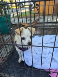 Found/Stray Female Dog last seen Orange and Marcelle near alondra, Paramount, CA 90221