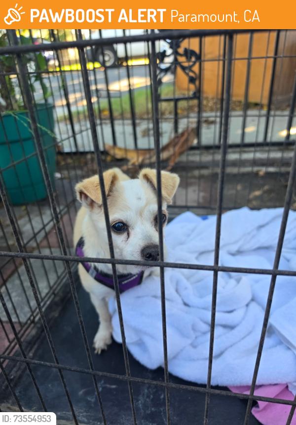Found/Stray Female Dog last seen Orange and Marcelle near alondra, Paramount, CA 90221