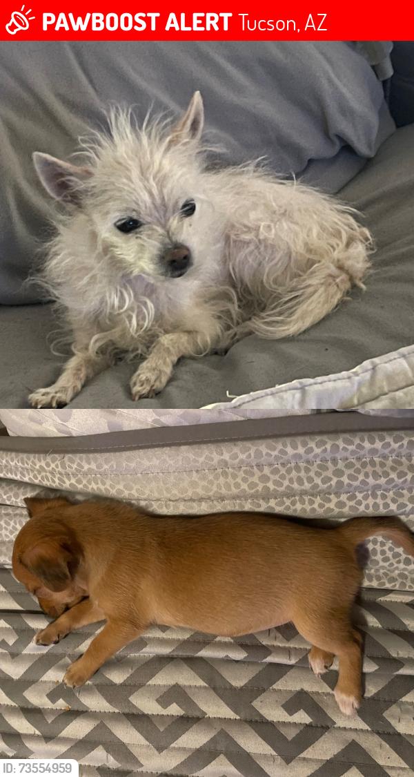 Lost Female Dog last seen Speedway and Greasewood, Tucson, AZ 85745