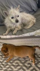 Lost Female Dog last seen Speedway and Greasewood, Tucson, AZ 85745