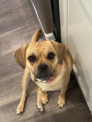 Lost Female Dog last seen Near Ashley drive Elkton, Wilmington, DE 19801
