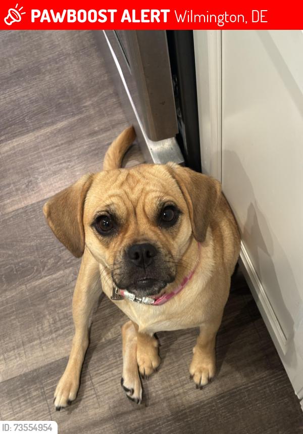 Lost Female Dog last seen Near Ashley drive Elkton, Wilmington, DE 19801