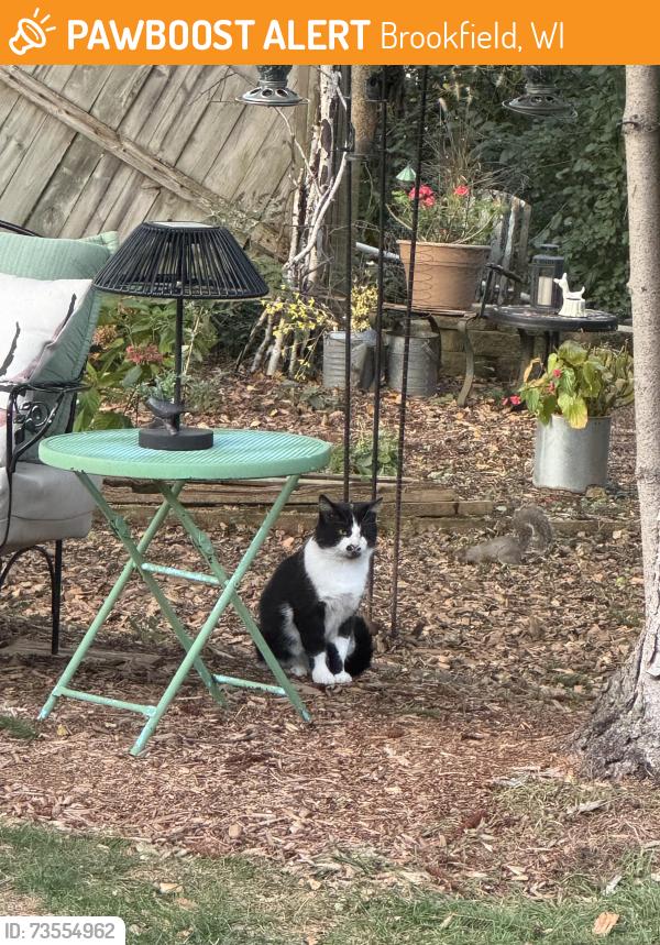 Found/Stray Unknown Cat last seen Providence and concord, Brookfield, WI 53122