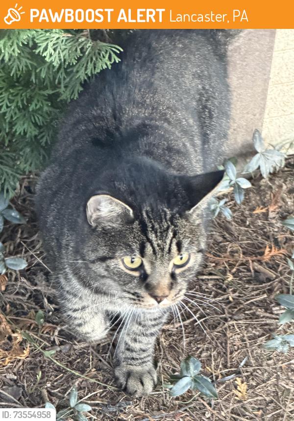 Found/Stray Unknown Cat last seen Marietta avenue columbia pa, Lancaster, PA 17603