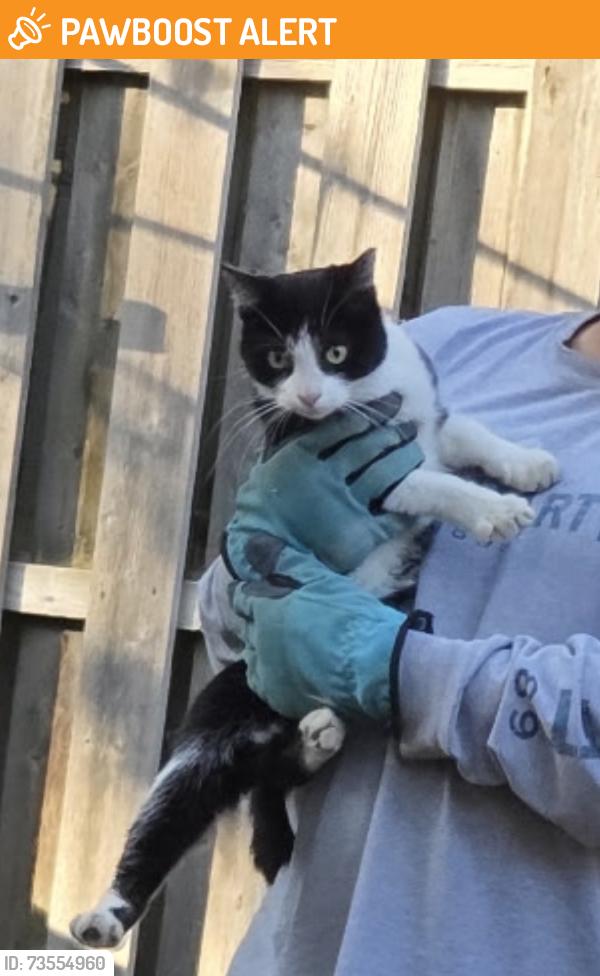 Found/Stray Unknown Cat last seen Skyline Drive Broadview Heights, Broadview Heights, OH 44141