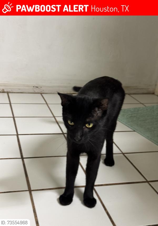 Lost Male Cat last seen Whitcomb elementary school, Houston, TX 77062