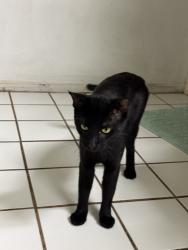 Lost Male Cat last seen Whitcomb elementary school, Houston, TX 77062