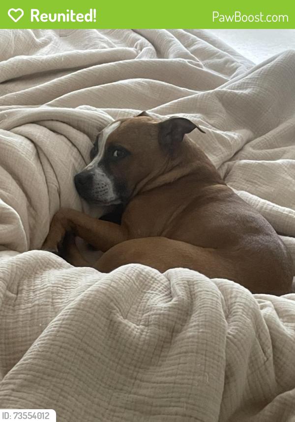 Reunited Female Dog last seen Oxbow place & big pool rd, Oxbow Pl,  20724