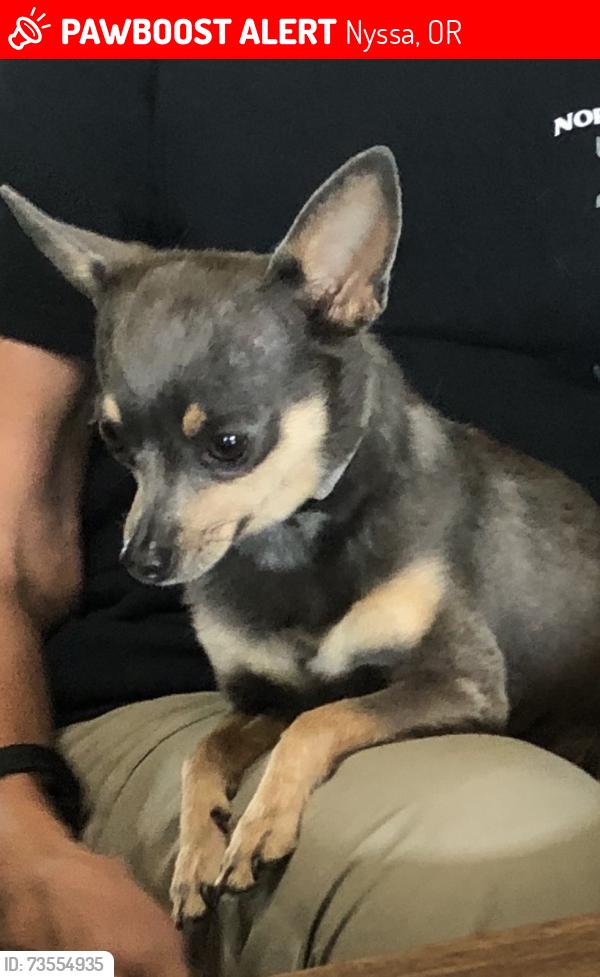 Lost Female Dog last seen Green Ave NYSSA, OR, Nyssa, OR 97913