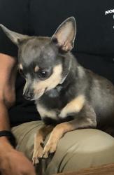 Lost Female Dog last seen Green Ave NYSSA, OR, Nyssa, OR 97913