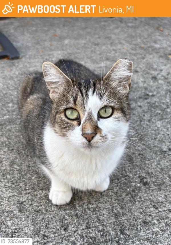 Found/Stray Unknown Cat last seen West of Inkster & North of Schoolcraft, Livonia, MI 48150