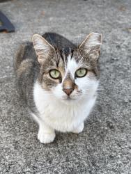 Found/Stray Unknown Cat last seen West of Inkster & North of Schoolcraft, Livonia, MI 48150