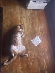 Lost Male Cat last seen Lambrecht near forest, Eastpointe, MI 48021