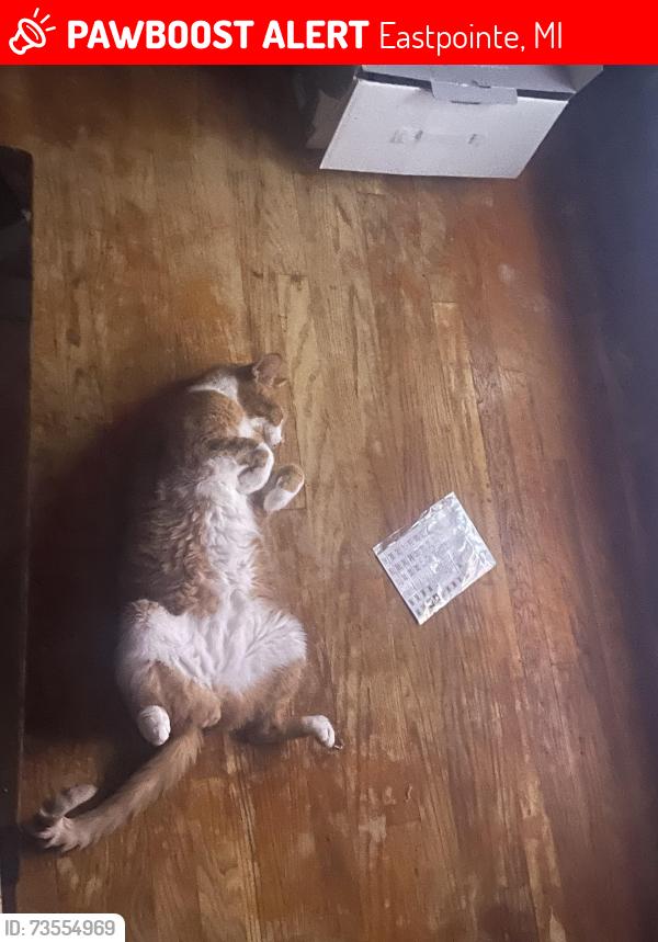 Lost Male Cat last seen Lambrecht near forest, Eastpointe, MI 48021