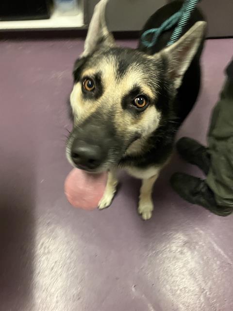 Shelter Stray Male Dog last seen Near BLK DONALD DOUGLAS DR, LONG BEACH, CA, 7700 E Spring St, Long Beach, CA 90815, USA