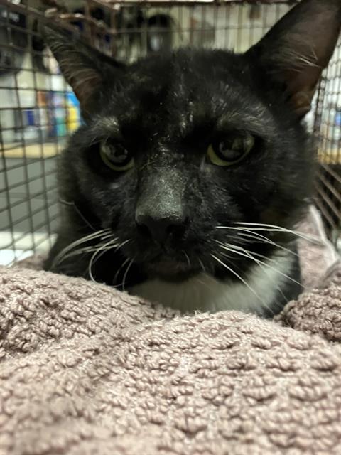 Shelter Stray Male Cat last seen Near BLOCK BLCK LINDEN AVE, LONG BEACH, CA 90805, 7700 E Spring St, Long Beach, CA 90815, USA