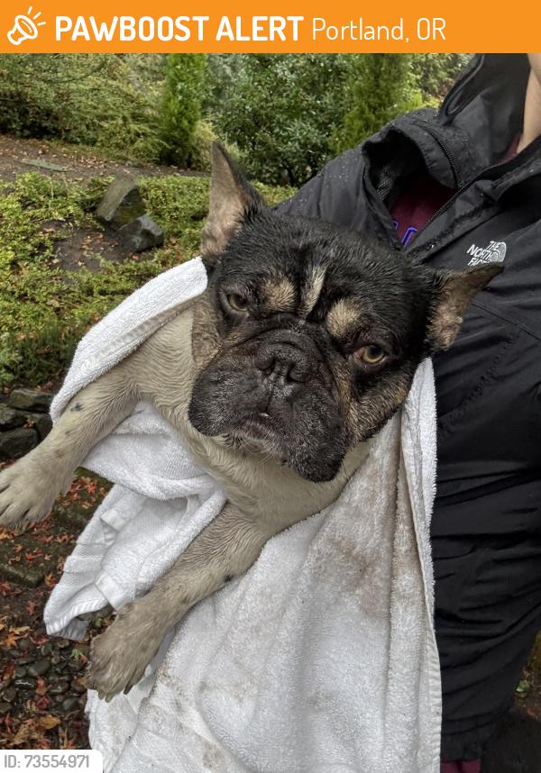 Found/Stray Male Dog last seen Cedar hills middle school, Portland, OR 97225