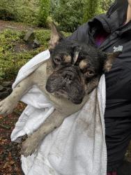 Found/Stray Male Dog last seen Cedar hills middle school, Portland, OR 97225