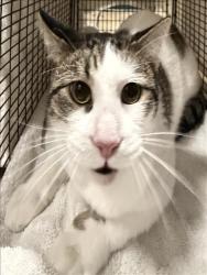 Shelter Stray Unknown Cat last seen , West Valley Animal Shelter, 20655 Plummer St, Chatsworth, CA 91311, USA