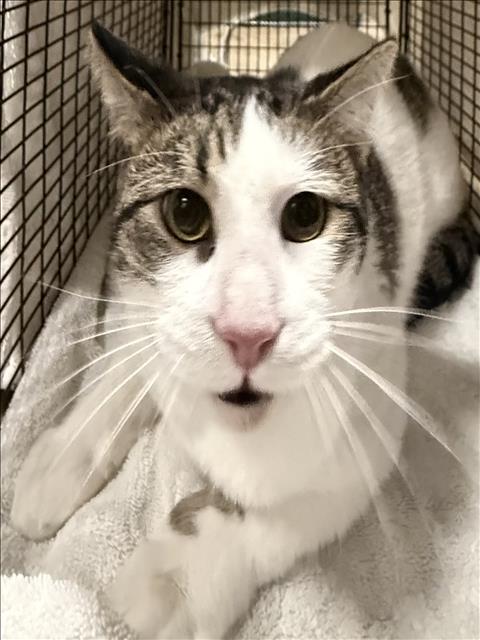 Shelter Stray Unknown Cat last seen , West Valley Animal Shelter, 20655 Plummer St, Chatsworth, CA 91311, USA