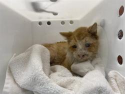 Shelter Stray Male Cat last seen Near BLOCK S COMSTOCK AVE, 3839 W Burnham St, West Milwaukee, WI 53215, USA