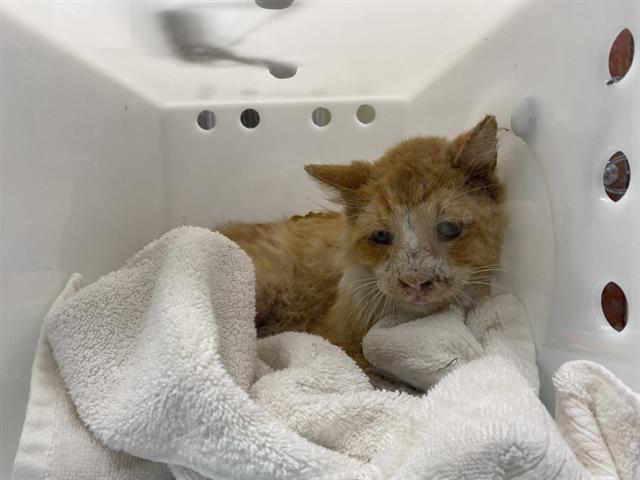 Shelter Stray Male Cat last seen Near BLOCK S COMSTOCK AVE, 3839 W Burnham St, West Milwaukee, WI 53215, USA