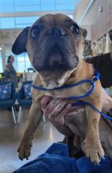 Shelter Stray Female Dog last seen , 1150 11 Mile Corner, Casa Grande, AZ 85194, USA