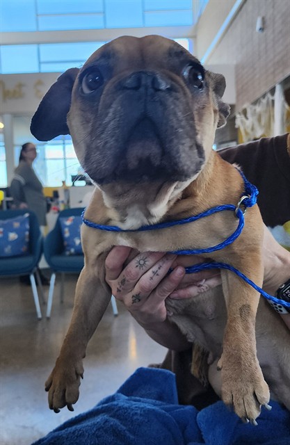 Shelter Stray Female Dog last seen , 1150 11 Mile Corner, Casa Grande, AZ 85194, USA