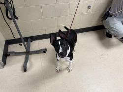 Shelter Stray Male Dog last seen Near BLOCK W WELLS ST, 3839 W Burnham St, West Milwaukee, WI 53215, USA