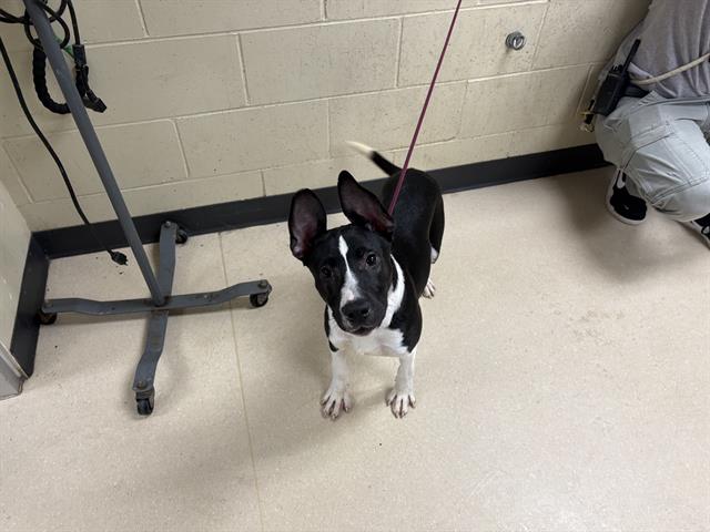 Shelter Stray Male Dog last seen Near BLOCK W WELLS ST, 3839 W Burnham St, West Milwaukee, WI 53215, USA