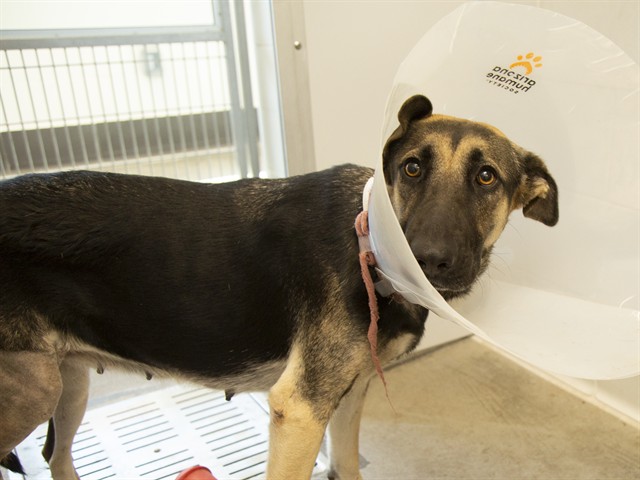 Shelter Stray Female Dog last seen BUCKEYE AND 31ST AVE, 5501 E Van Buren St, Phoenix, AZ 85008, USA