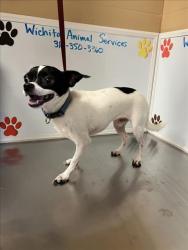 Shelter Stray Male Dog last seen Near BLOCK W SHADE LN, WICHITA KS 67212, 3303 N Hillside St, Wichita, KS 67219, USA