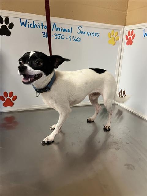 Shelter Stray Male Dog last seen Near BLOCK W SHADE LN, WICHITA KS 67212, 3303 N Hillside St, Wichita, KS 67219, USA
