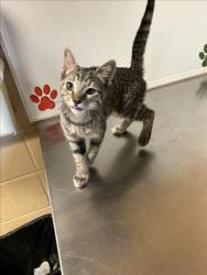 Shelter Stray Female Cat last seen Near BLOCK N BAYSIDE ST, WICHITA KS 67205, 3303 N Hillside St, Wichita, KS 67219, USA