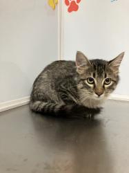 Shelter Stray Male Cat last seen Near BLOCK E DOUGLAS AVE, WICHITA KS 67202, 3303 N Hillside St, Wichita, KS 67219, USA