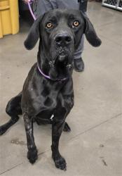 Shelter Stray Male Dog last seen THOMPSON RANCH RD AND ACAPULCO LN, 2500 S 27th Ave, Phoenix, AZ 85009, USA