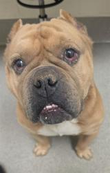 Shelter Stray Male Dog last seen , 11232 B Ave, Auburn, CA 95603, USA